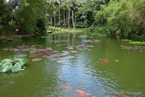 Guadeloupe Août 2015-02651  